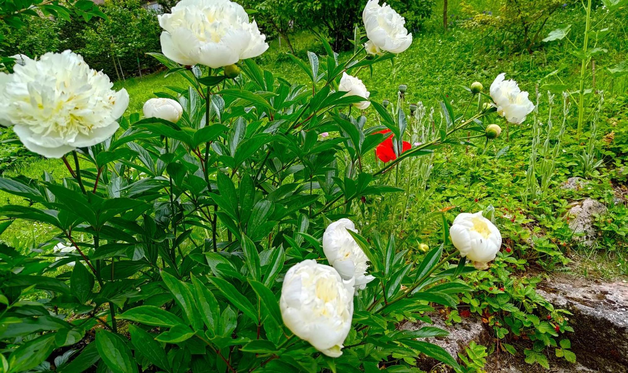Un Jardin Secret Bed & Breakfast Yzeron Eksteriør bilde